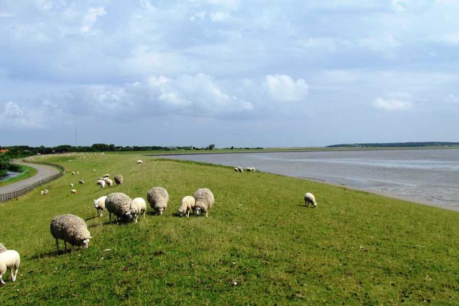 gruppenhaus-niederlande-insel ameland-haus-anja-8-deich-bild-1.JPG