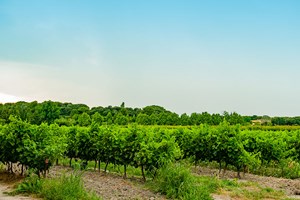 gruppenhaus-frankreich-le-moulin-17-weinberge-bild1.jpg