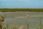Thumbnail von zeltcamp-frankreich-camp-Le-Grau-du-Roi-17-Flamingos--Bild 1.jpg