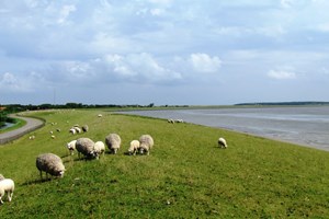 gruppenhaus-niederlande-insel ameland-solingen-1-9-deich-bild-1.JPG