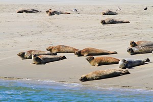 gruppenhaus-niederlande-insel ameland-solingen-1-15-robben-bild-2.JPG