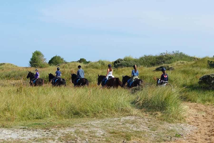 gruppenhaus-niederlande-insel ameland-hof-7-10-reiten-bild-1.jpg