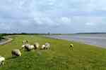 Thumbnail von gruppenhaus-niederlande-insel ameland-hof-7-7-deich-bild-1.JPG