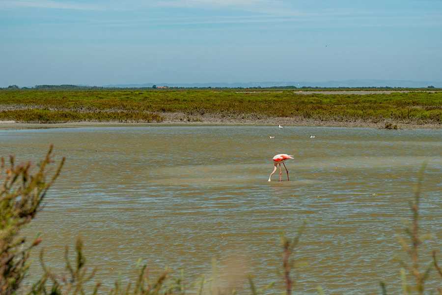 zeltcamp-frankreich-kombi-kanu-meer-Le-Grau-du-Roi-18-Flamingos--Bild 1.jpg