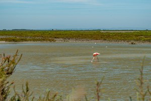 zeltcamp-frankreich-camp-Le-Grau-du-Roi-17-Flamingos--Bild 1.jpg