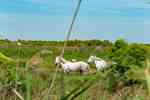 Thumbnail von zeltcamp-frankreich-camp-Le-Grau-du-Roi-18-Wildpferde-Bild 1.jpg